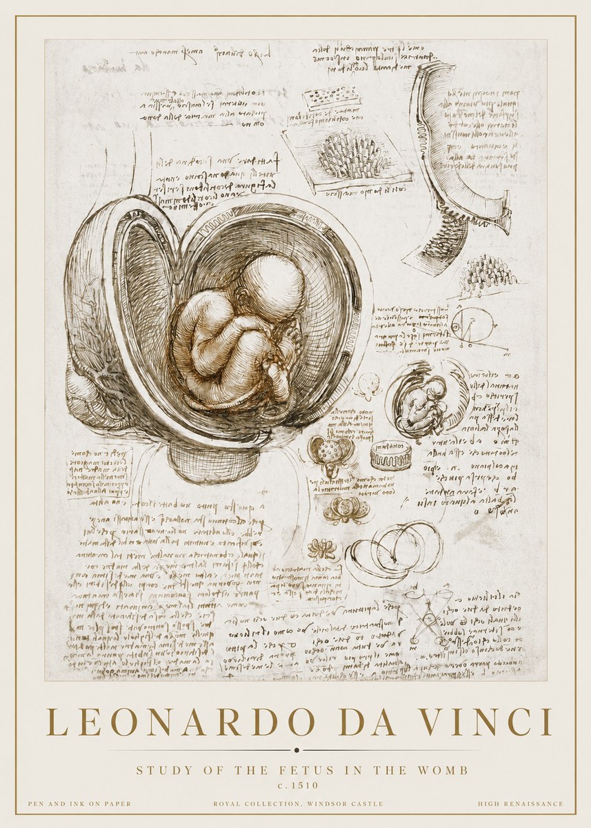 Leonardo da Vinci Studies of the Fetus in the Womb No3 - Poster