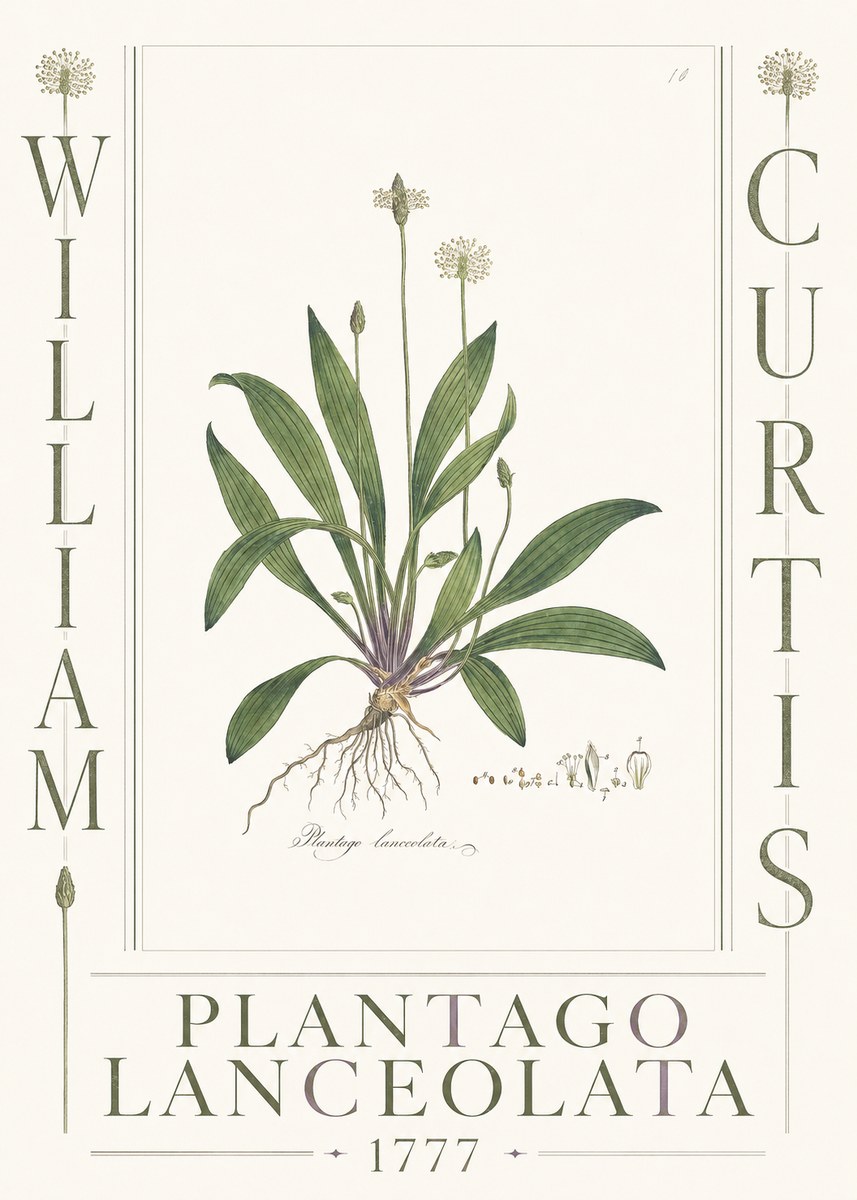 William Curtis Plantago Lanceolata II No3 - Poster