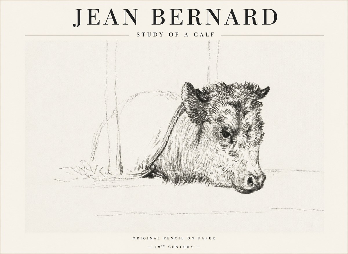 Jean Bernard Study of a Calf I No1 - Poster