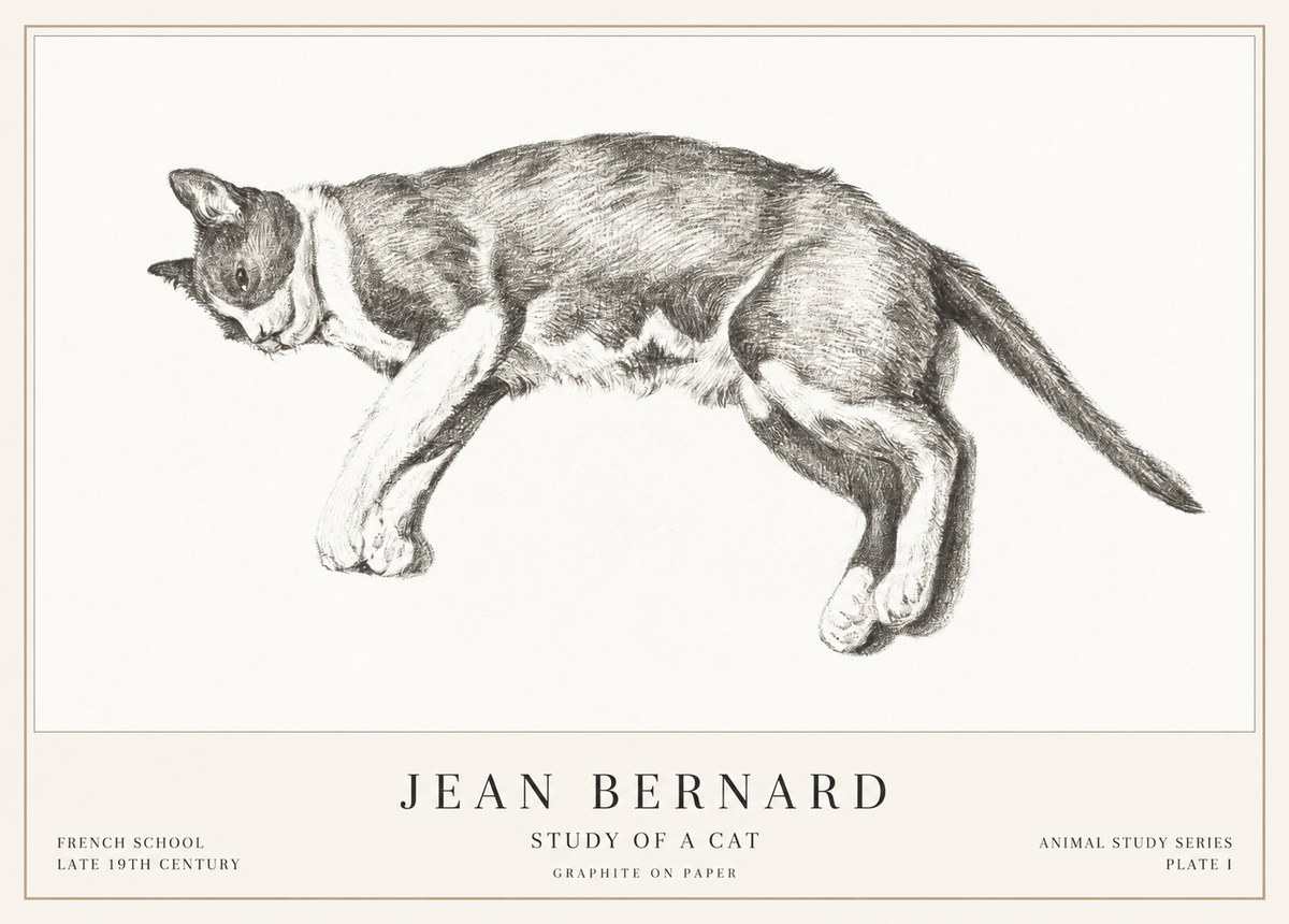 Jean Bernard Cat Study VII No3 - Poster