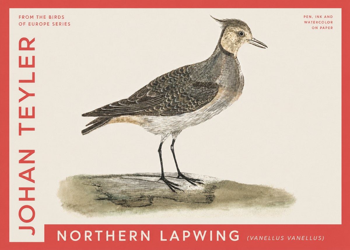Johan Teyler Northern Lapwing (Vanellus Vanellus) No4 - Poster