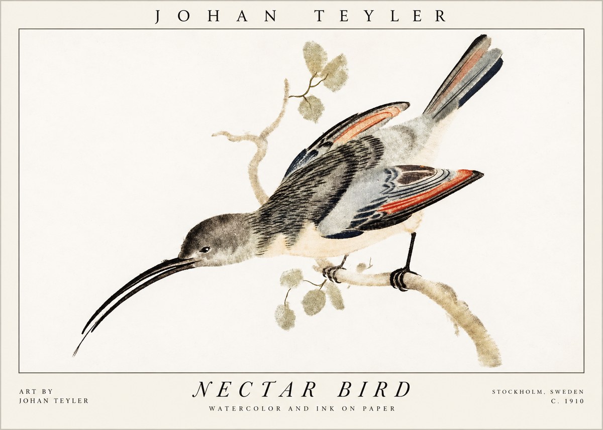 Johan Teyler Nectar Bird No1 - Poster