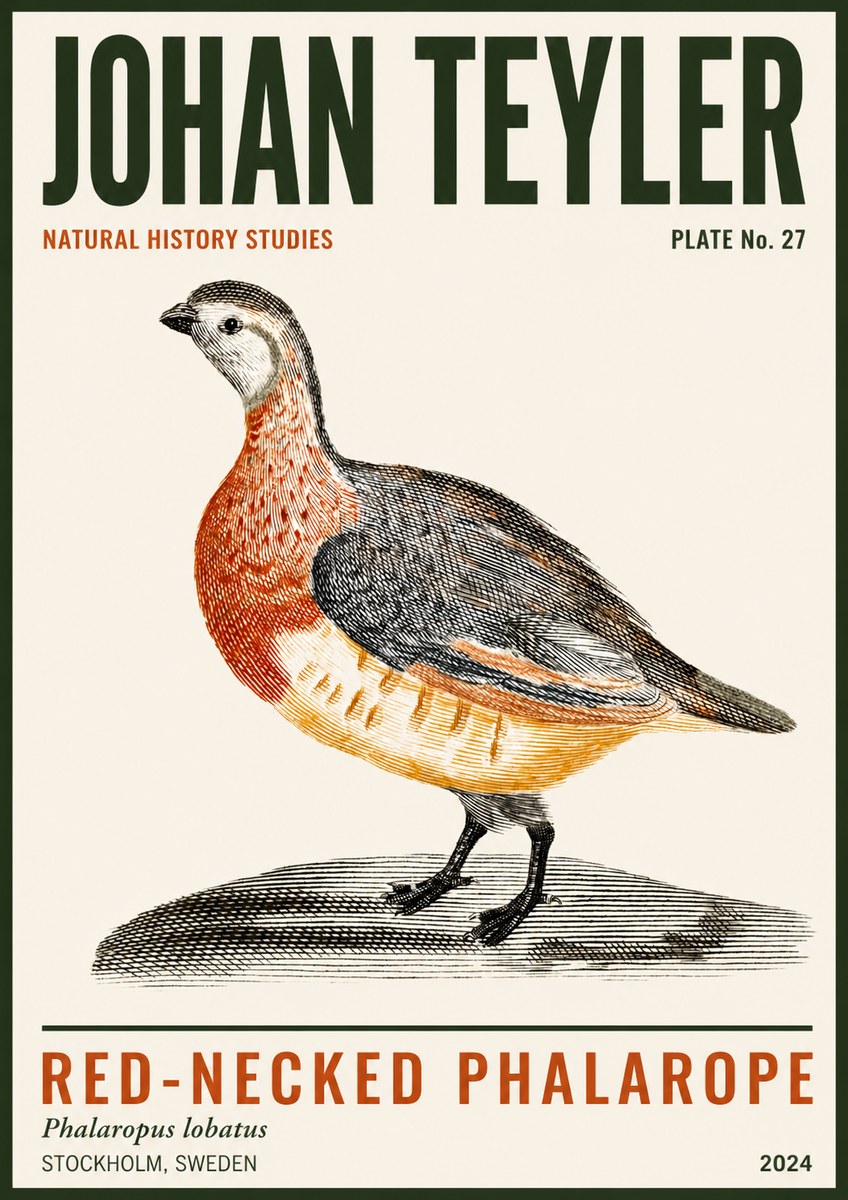 Johan Teyler Red-necked Phalarope No3 - Poster