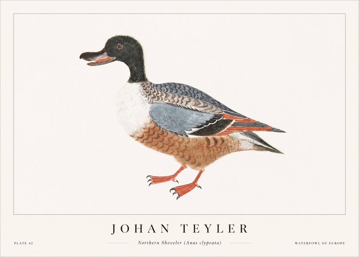 Johan Teyler Northern Shoveler (Anas Clypeata) No1 - Poster