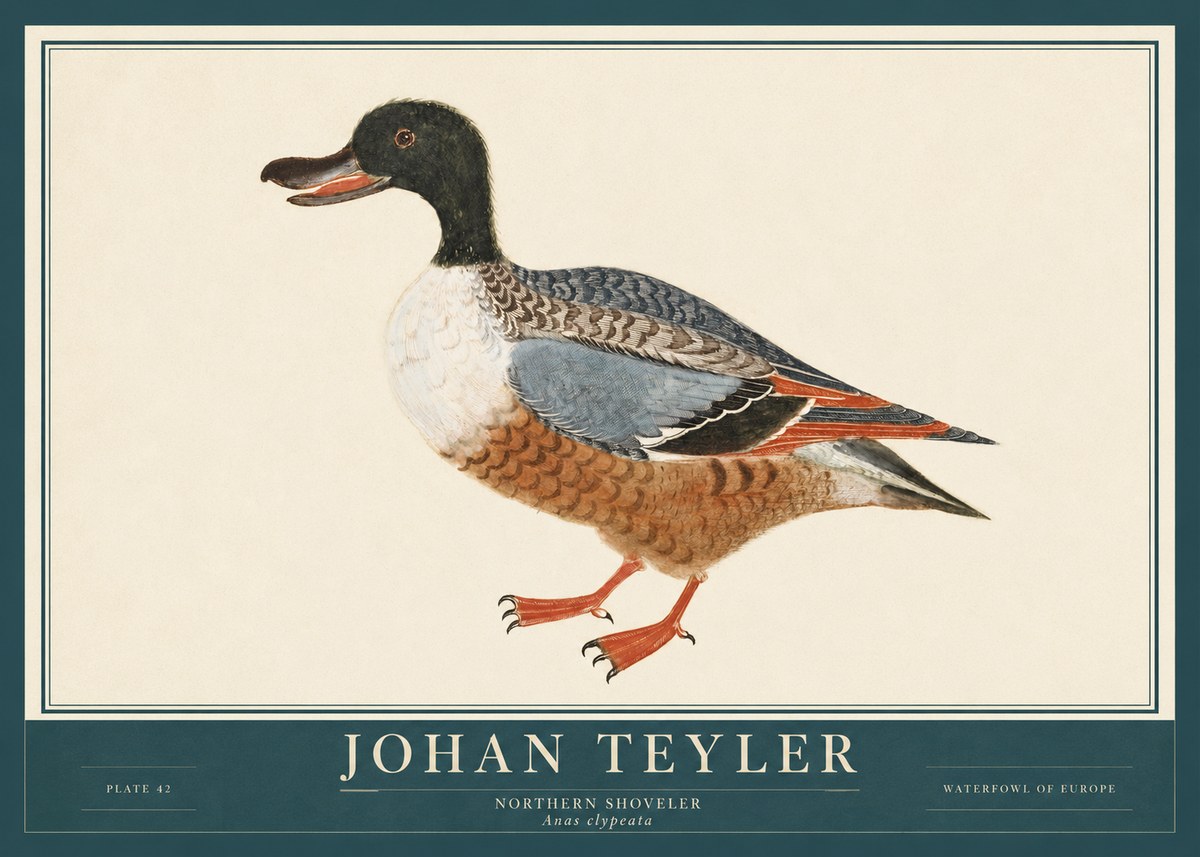 Johan Teyler Northern Shoveler (Anas Clypeata) No3 - Poster