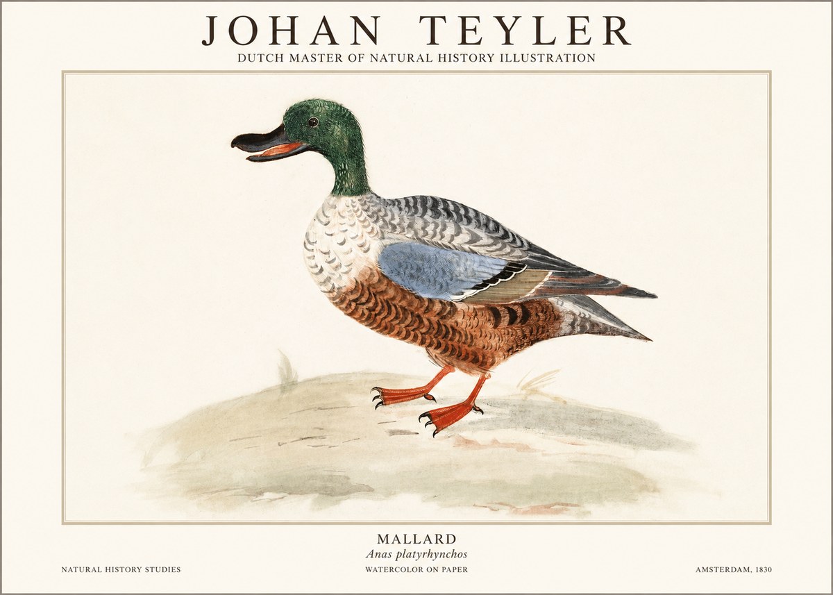 Johan Teyler A Study of a Duck No2 - Poster