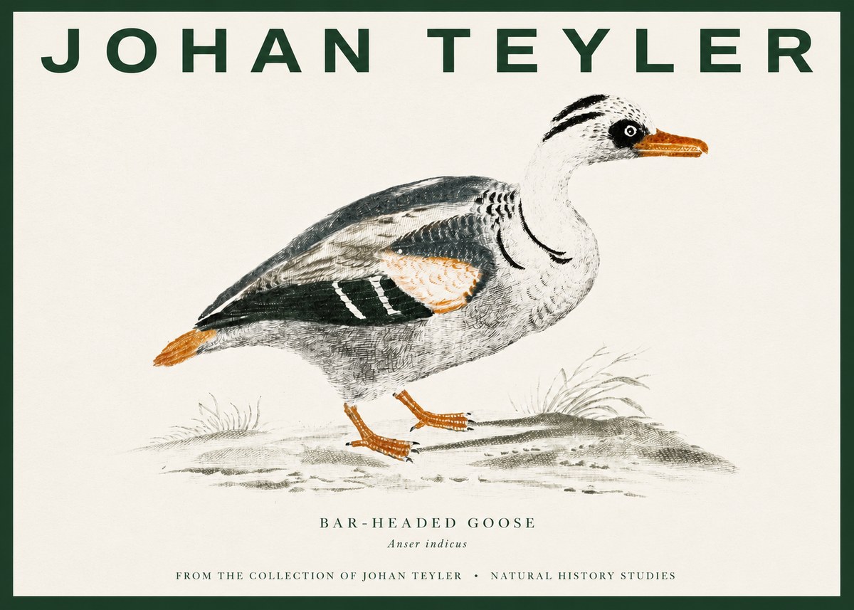 Johan Teyler Bar-headed Goose No3 - Poster