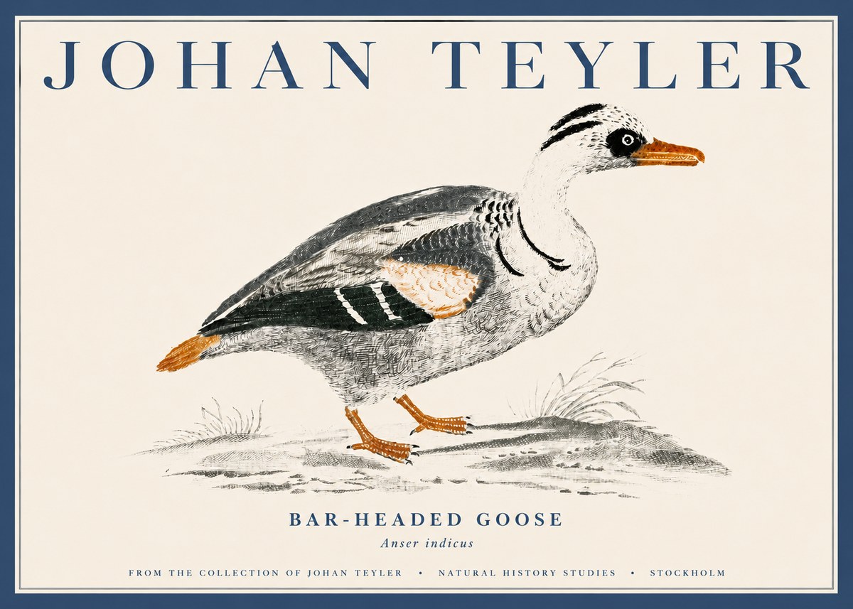 Johan Teyler Bar-headed Goose No4 - Poster