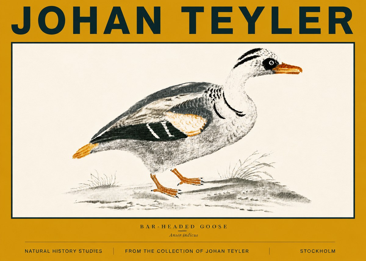 Johan Teyler Bar-headed Goose No6 - Poster