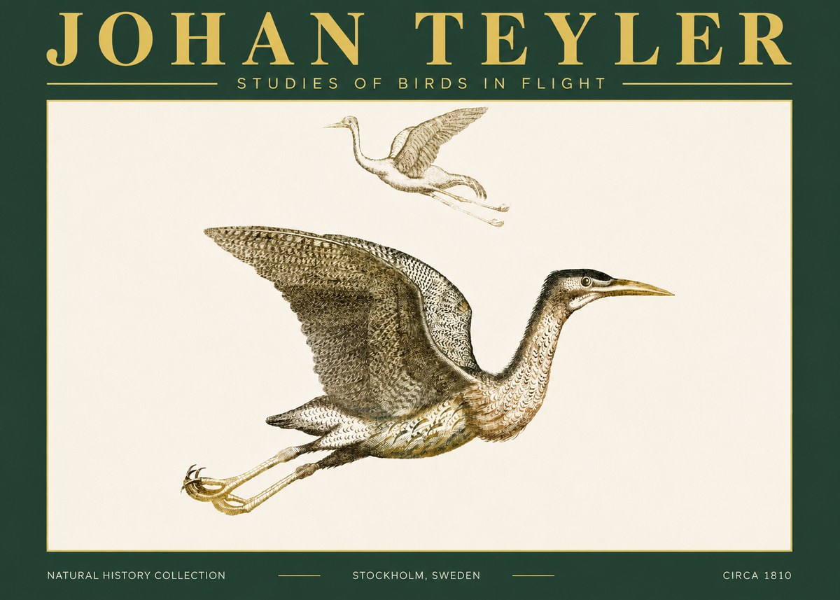 Johan Teyler Studies of Birds in Flight No4 - Poster
