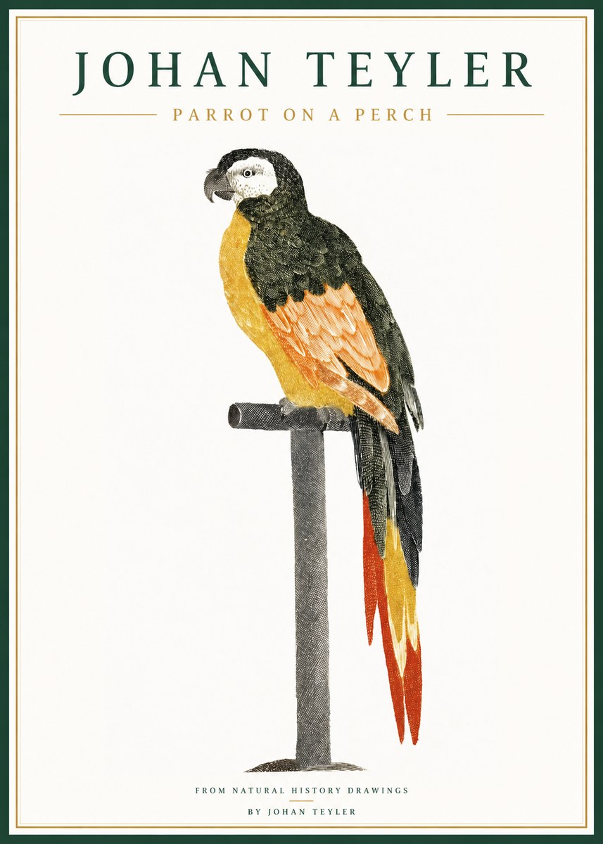 Johan Teyler Parrot on a Perch No1 - Poster
