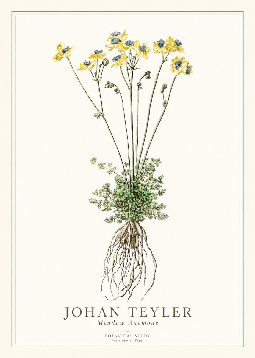 Johan Teyler Meadow Anemone No1 - Poster