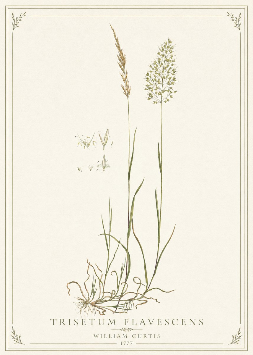William Curtis Trisetum Flavescens II No1 - Poster