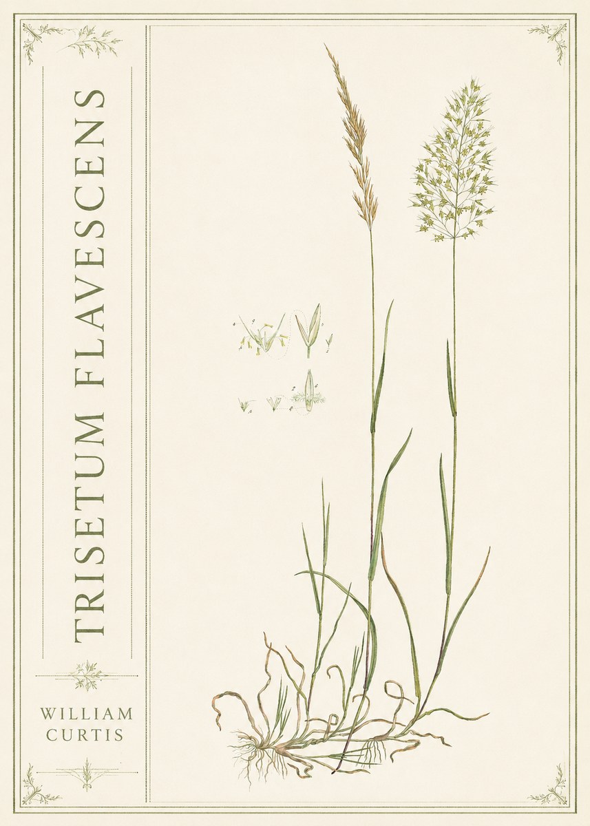 William Curtis Trisetum Flavescens II No2 - Poster