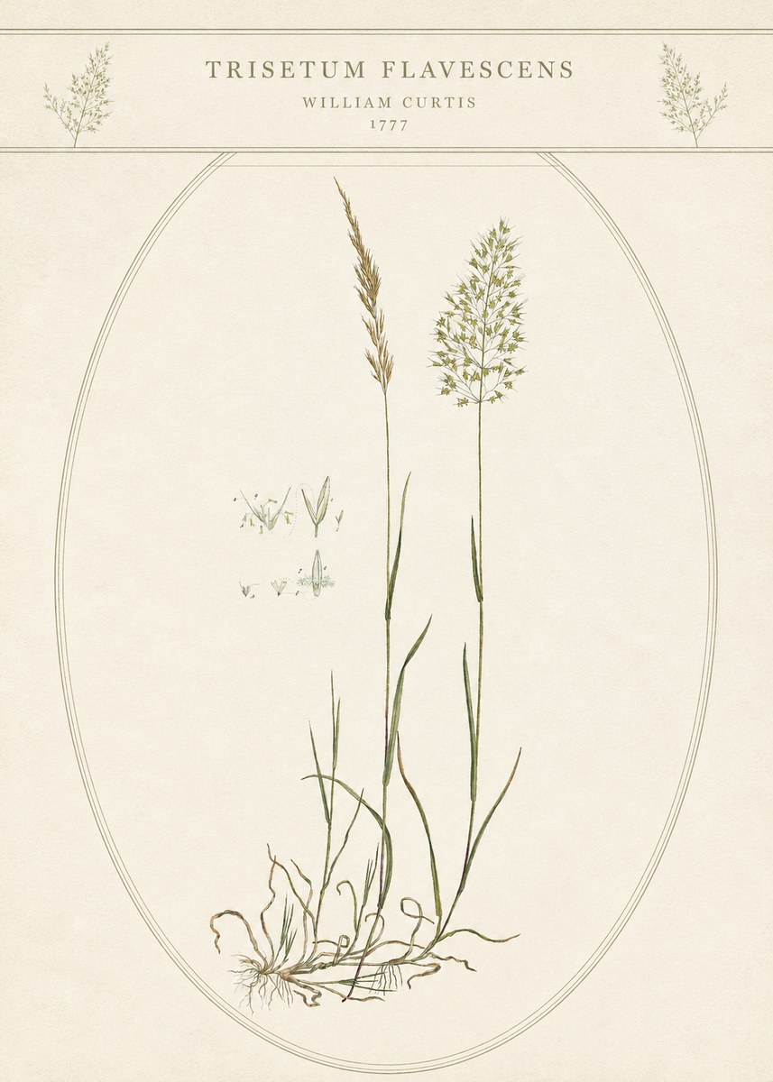 William Curtis Trisetum Flavescens II No5 - Poster