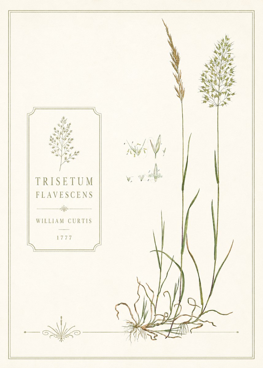 William Curtis Trisetum Flavescens II No6 - Poster