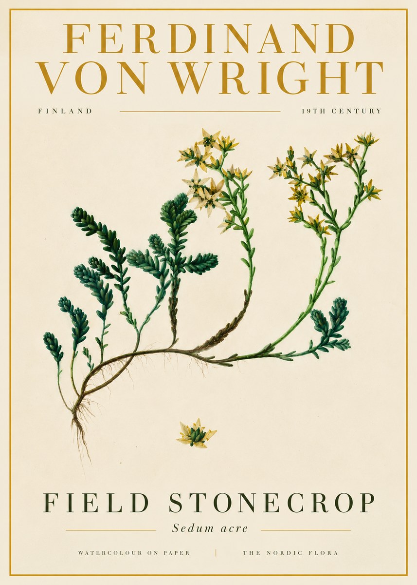 Ferdinand von Wright Botanical Study No6 - Poster