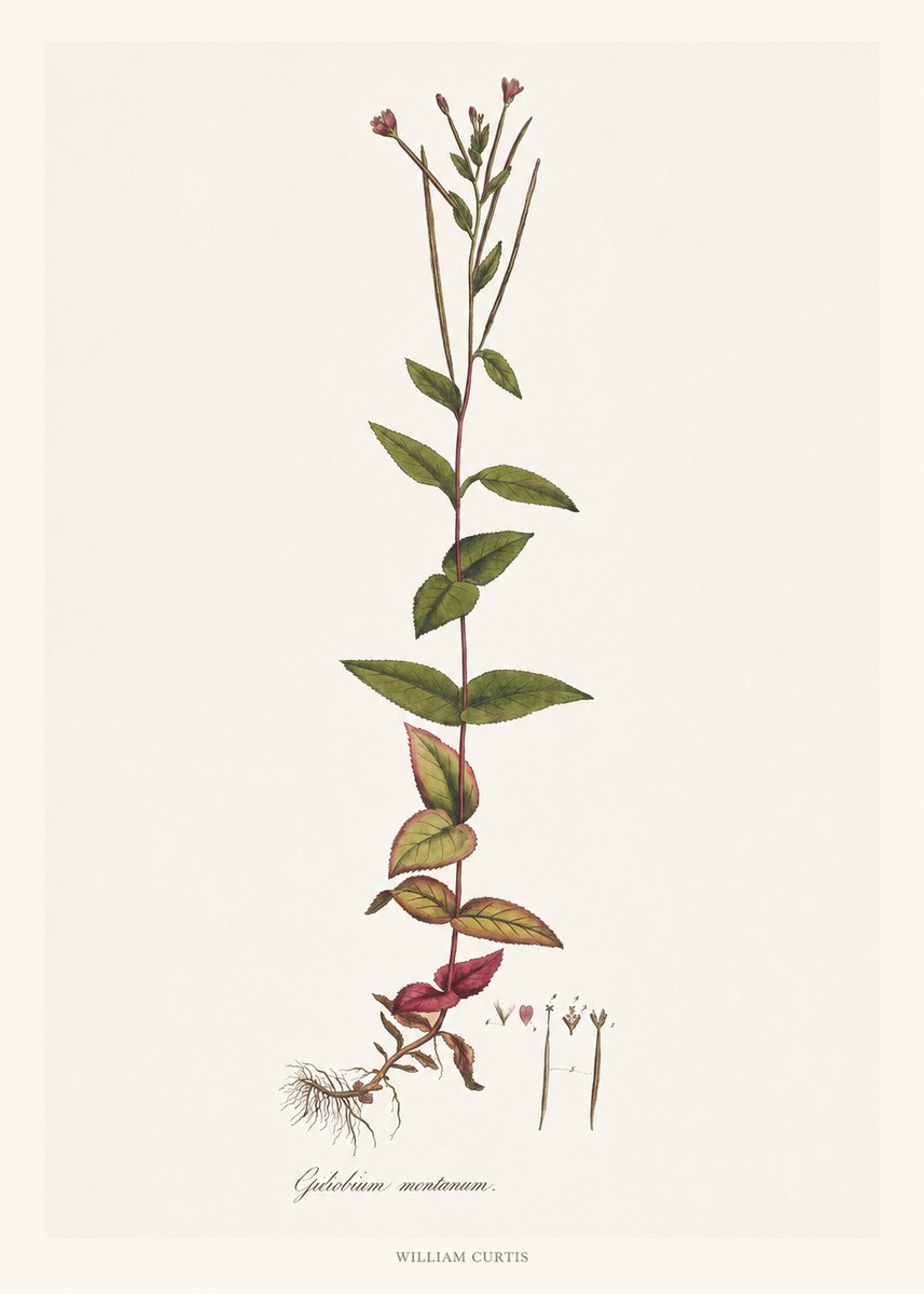 William Curtis Epilobium Montanum. No6 - Poster