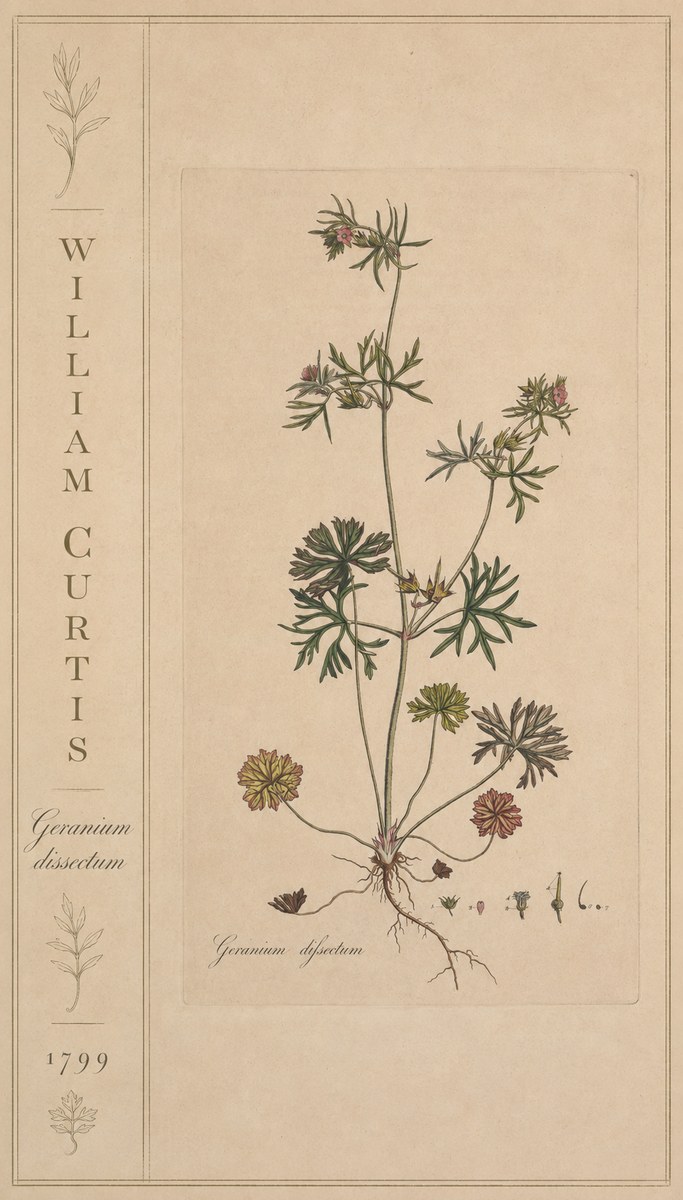 William Curtis Geranium Dissectum II No2 - Poster
