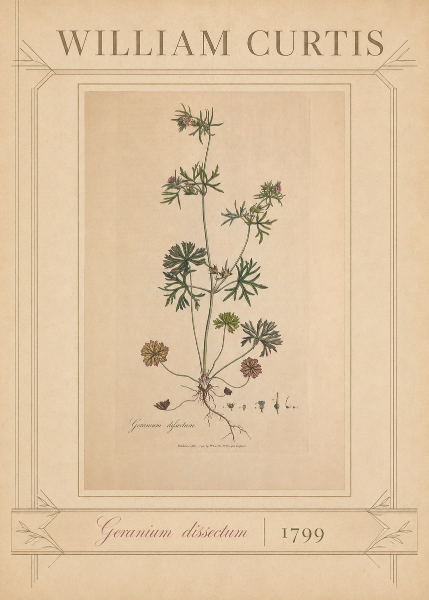 William Curtis Geranium Dissectum II No3 - Poster