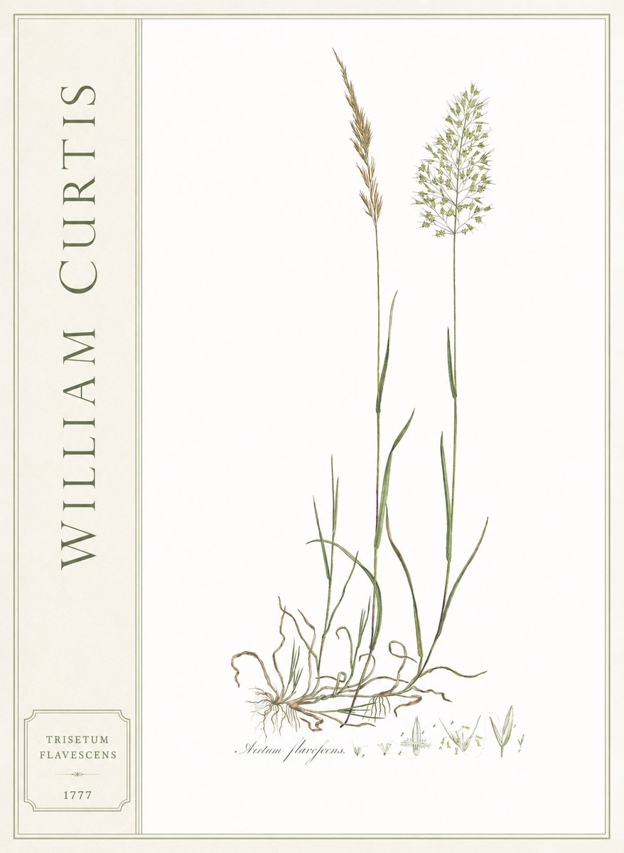 William Curtis Trisetum Flavescens III No2 - Poster