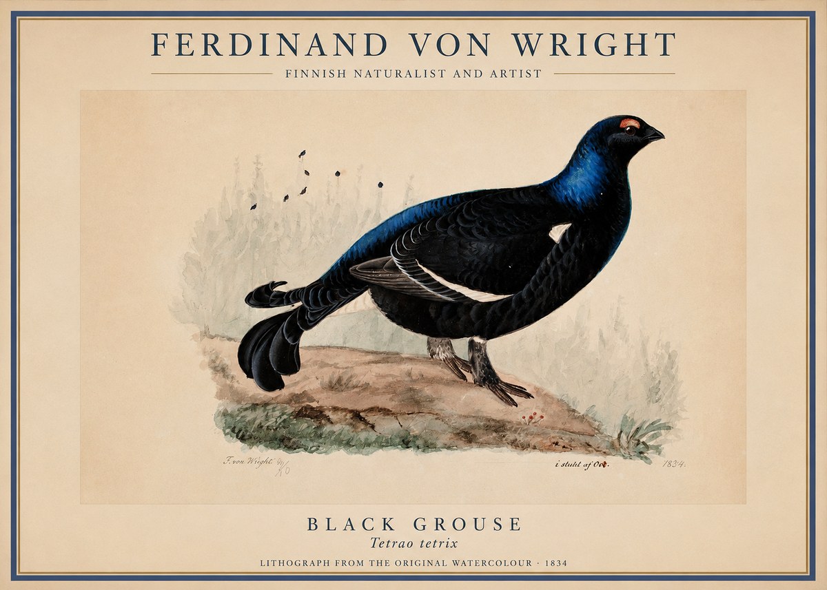 Ferdinand von Wright Black Grouse No1 - Poster