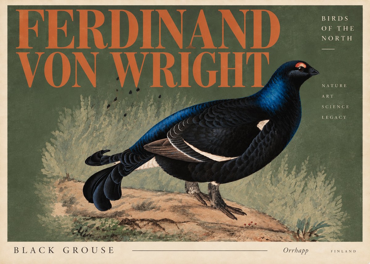 Ferdinand von Wright Black Grouse No6 - Poster